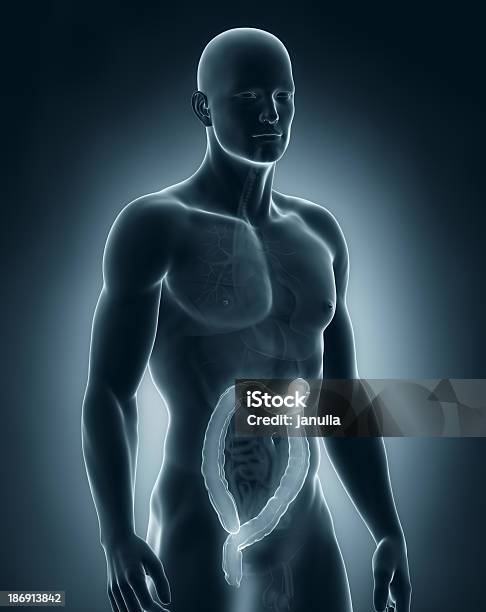 사람 대장 구조 X-레이에 대한 스톡 사진 및 기타 이미지 - X-레이, 건강 진단, 건강관리와 의술
