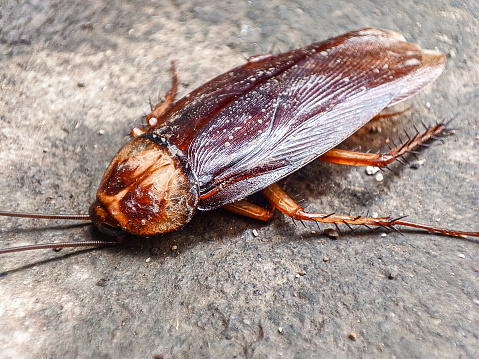 details of the cockroach's body shape