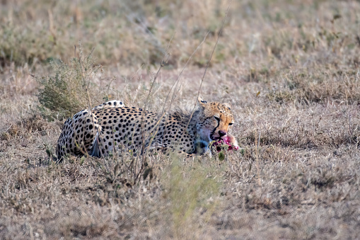 Feeding time- A cheetah feeding after having just caught a hare on the Serengeti plains at dawn – Tanzania
