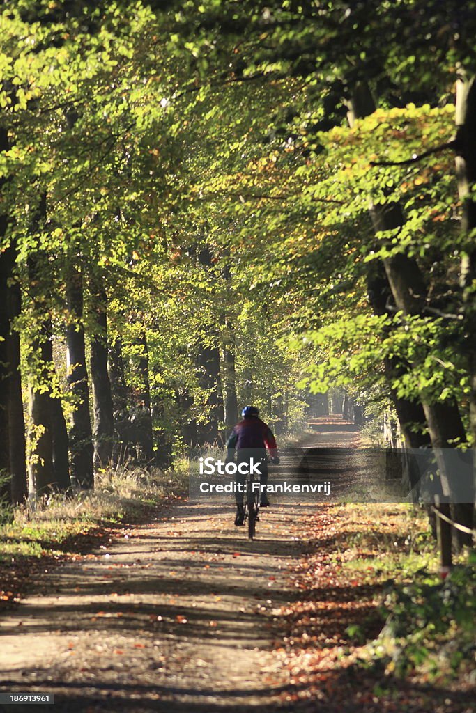 Going for a ride Early morning is the best time to take a ride through the forrest. Adventure Stock Photo