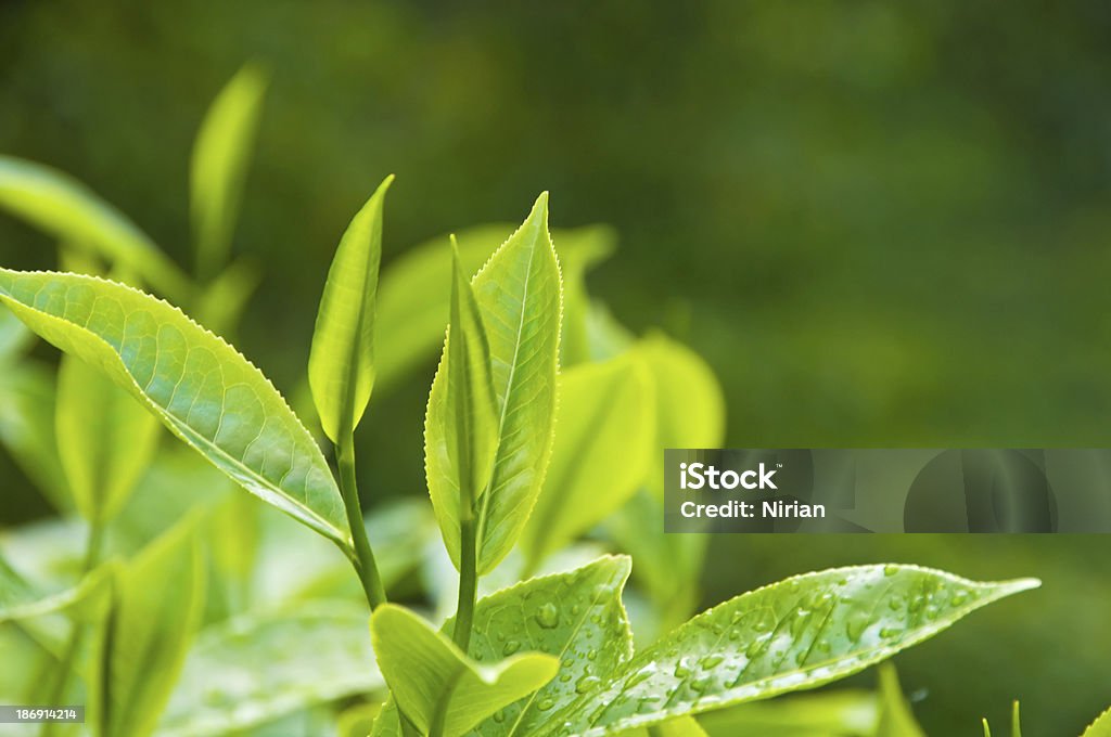 Fresh Tea Growth Tea growing in Cameron Highlands, Malaysia. Leaf Stock Photo