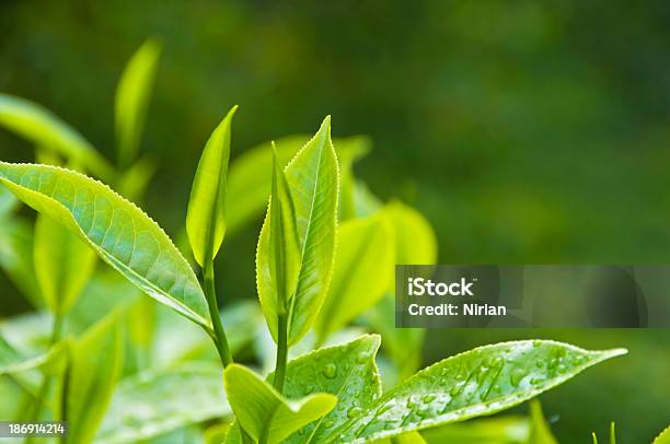 Fresh Tea Growth Stock Photo - Download Image Now - Leaf, Dried Tea Leaves, Green Tea