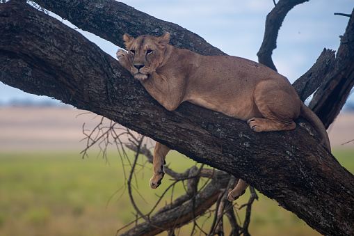 Resting - A lioness resting on a tree with African landscape in the background in Tarangire National Park – Tanzania