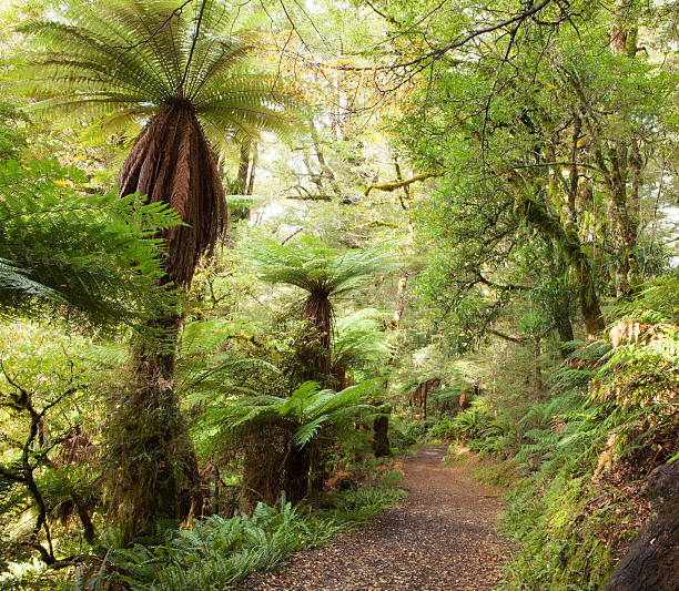 istock Temperate rain forest with  Fern trees 186914431