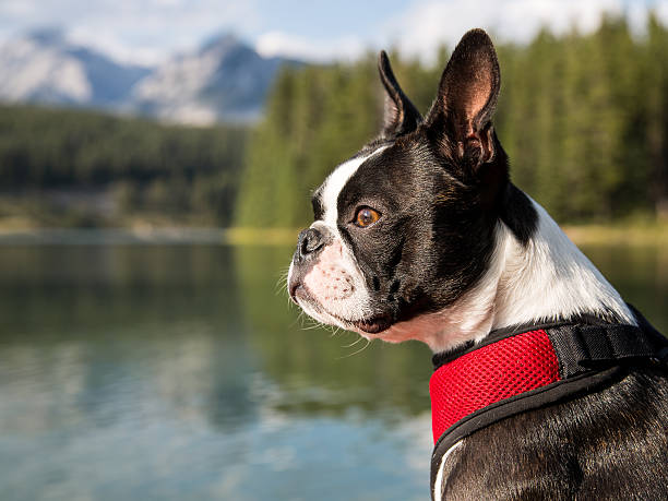 istock Profile of Boston Terrier in Harness 186914509