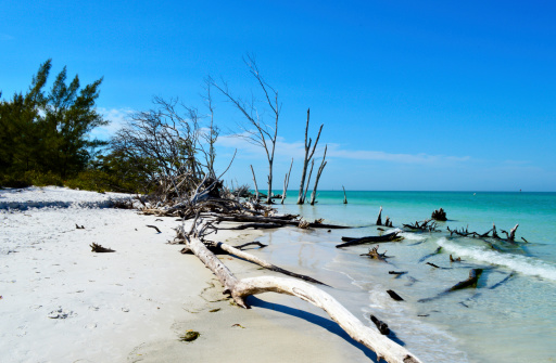A view of the ocean and dead trees and driftwood on the beach at Beer Can Island on Longboat Key, Florida USA.