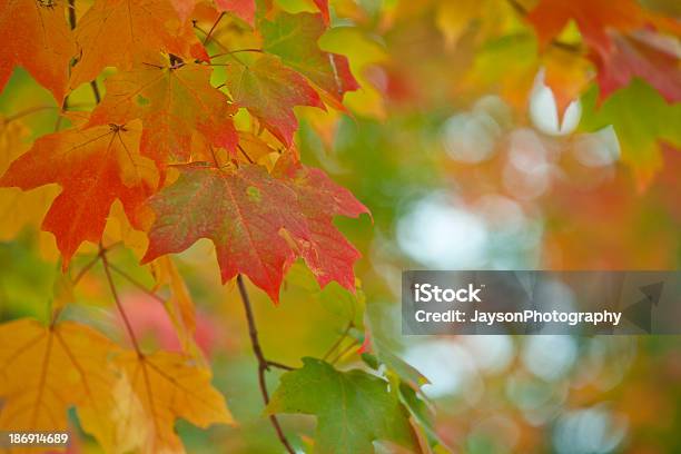 Foto de Folhas De Outono e mais fotos de stock de Abstrato - Abstrato, Ajardinado, Beleza