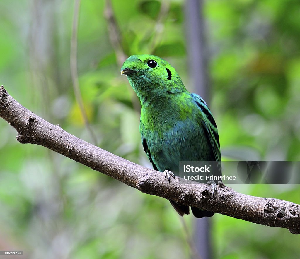Eurilaimo verde, pájaro en colores intensos, calptomena viridis, - Foto de stock de Aire libre libre de derechos