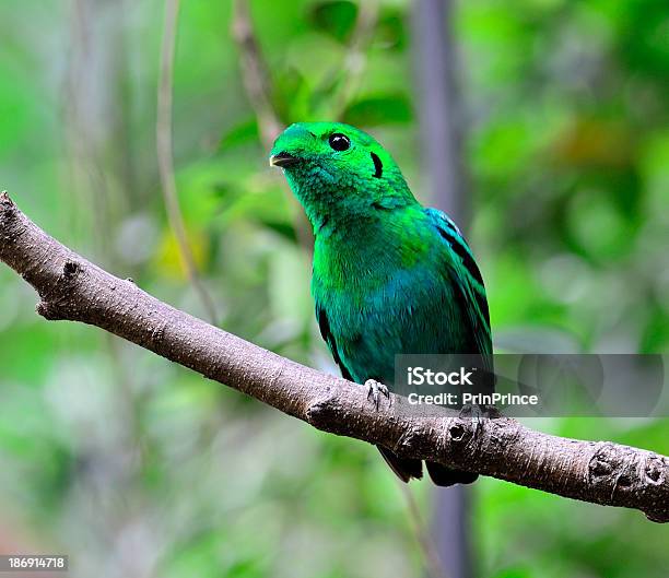 Eurilaimo Verde Pájaro En Colores Intensos Calptomena Viridis Foto de stock y más banco de imágenes de Aire libre