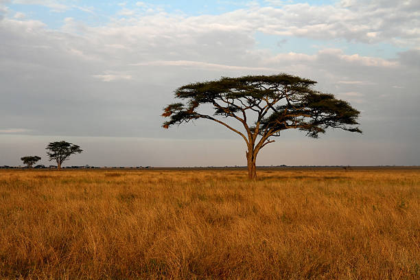 istock Acacia trees and the African Savannah 186914824