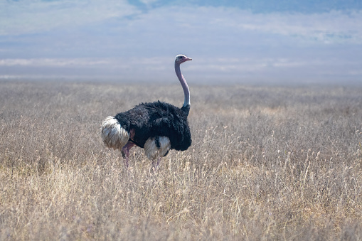 Bird ostrich rearing chicks in the savannah