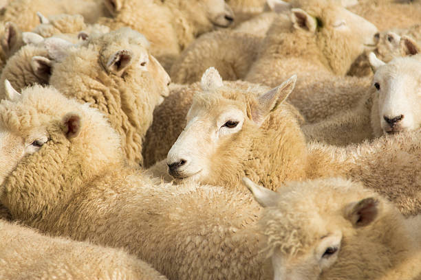 istock New Zealnad Lambs 186914930
