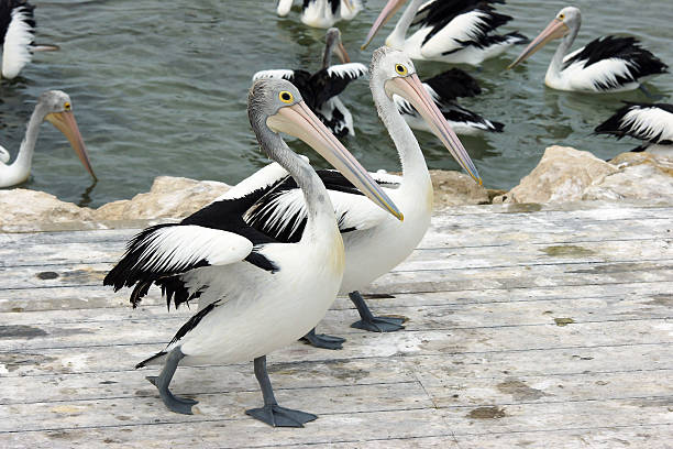 istock Australian Pelican, Kangaroo Island 186915164