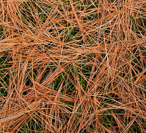 Pine Needles stock photo