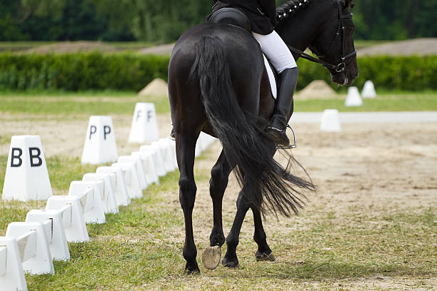 istock Dressage horse 186915578