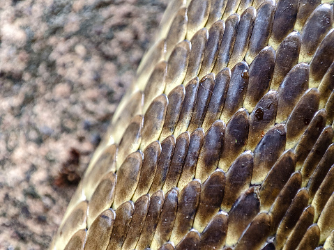 close up of snake body scales