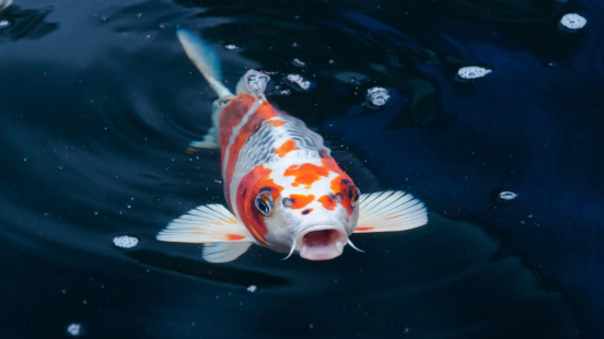 beautiful koi fish swimming in the pond