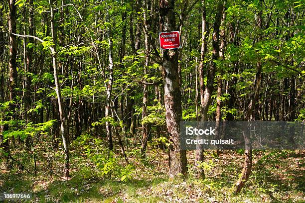 Sologne Woodland Stock Photo - Download Image Now - Environment, Europe, Forest