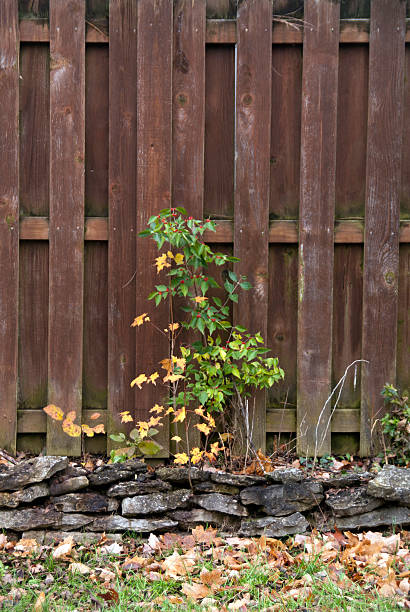istock Aging Fence and Weed 186917662