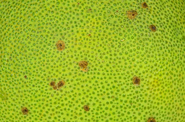 Surface of Green Pomelo Texture.