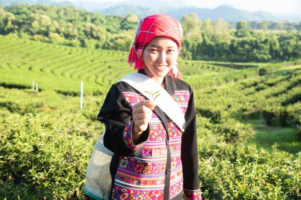 donna asiatica che lavora e raccoglie foglie di tè nell'agricoltura delle piantagioni di tè della fattoria. - thailand tea crop indigenous culture women foto e immagini stock