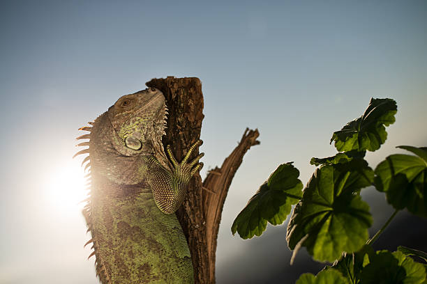 istock iguana crawling on a piece of wood and posing 186918032