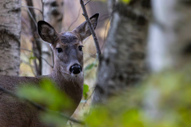 istock Roe deer in a forest in Finland 1869180358