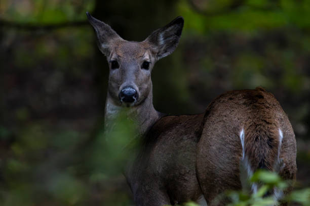 istock Roe deer in a forest in Finland 1869180877