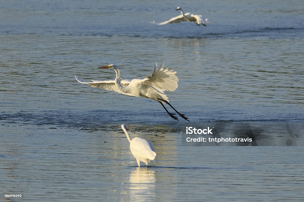 Silberreiher Landing - Lizenzfrei Eleganz Stock-Foto