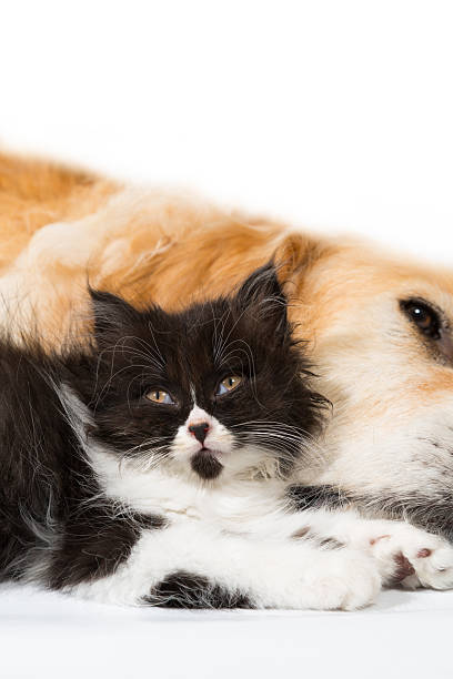 istock Golden Retriever with a Persian cat 186918371