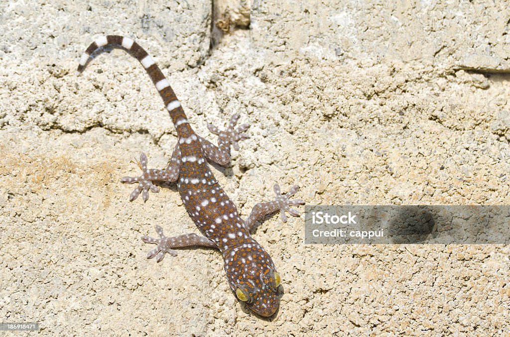 Gecko anderem - Lizenzfrei Braun Stock-Foto