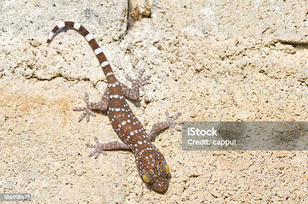 Gecko Anderem Stockfoto und mehr Bilder von Braun - Braun, Echse, Erwachsene Person