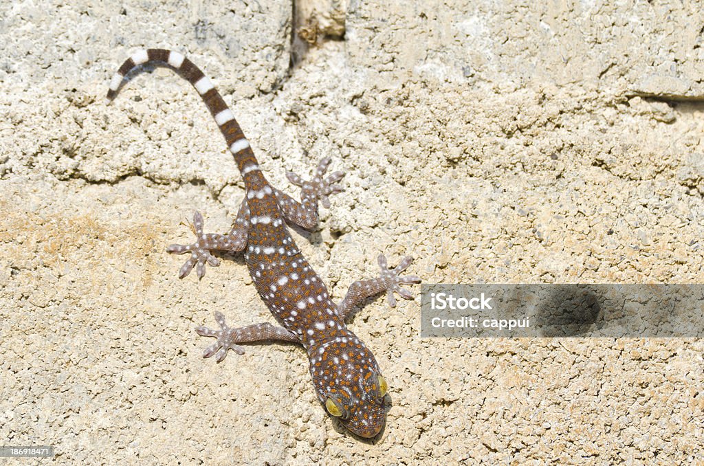 Gecko przylegających - Zbiór zdjęć royalty-free (Bliski)