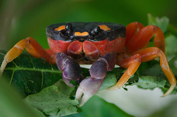 Crustaceans sealife