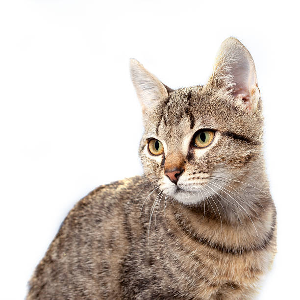 istock Little gray kitten portrait up isolated on white background. 186918609