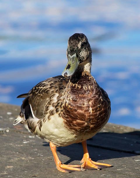 istock duck on the lake 186918645