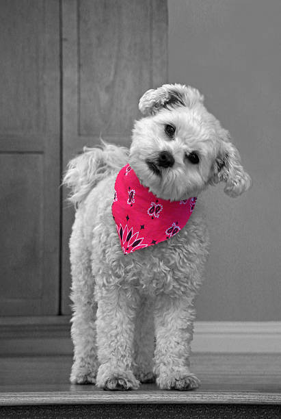 Cute dog in pink bandana stock photo