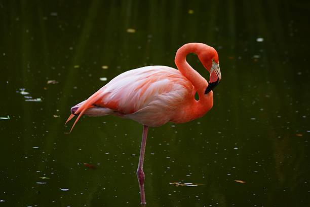 istock The pink flamingo is cleaned 186918805