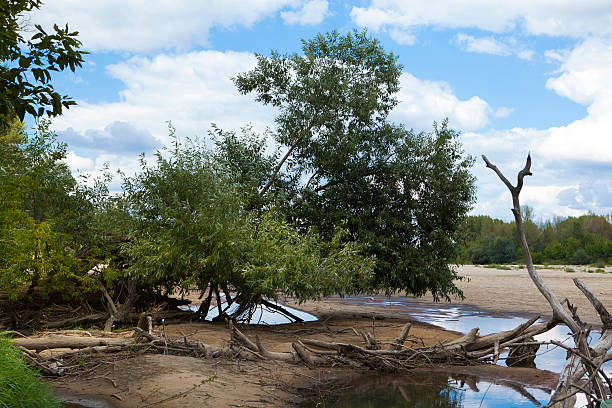 istock Amazing view. Branches of trees on the shore. 186918841