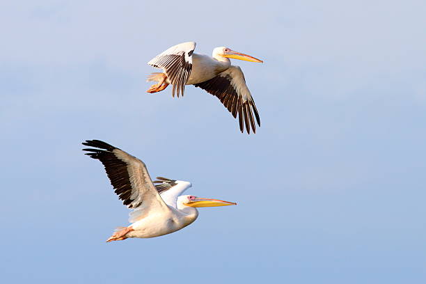 istock two beautiful pelecanus onocrotalus flying 186919034