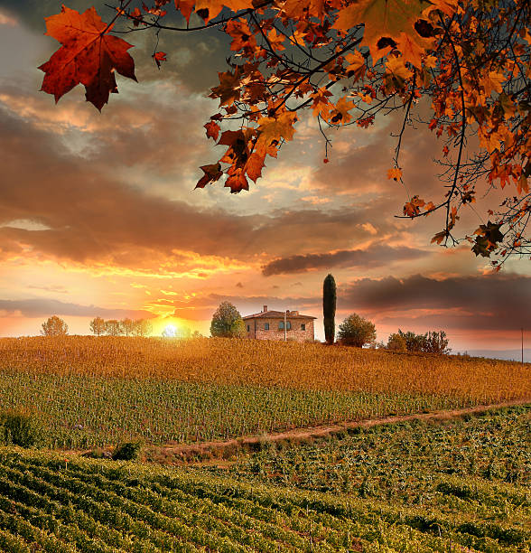 viñedos de chianti en la toscana, italia - sun sunlight italy florence italy fotografías e imágenes de stock