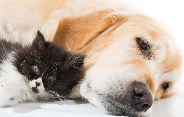 istock Golden Retriever with a Persian cat 186919301