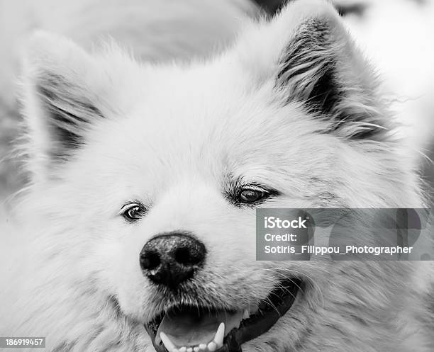 Dog Portrait Stock Photo - Download Image Now - Alertness, Animal, Animal Body Part