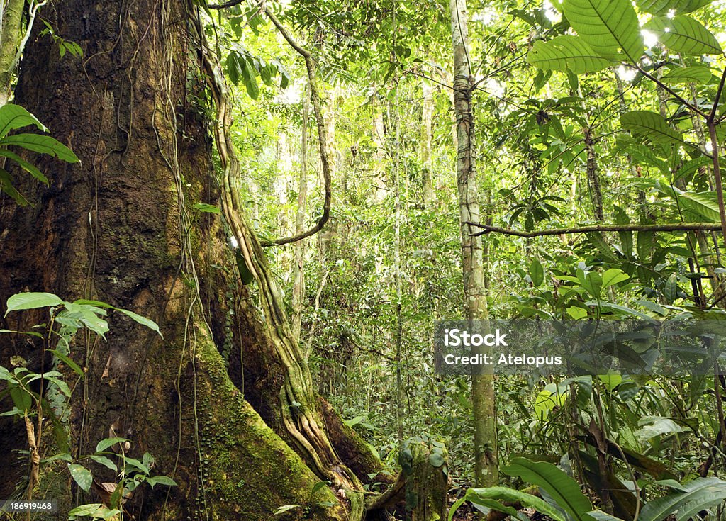 アマゾンで採れたツリー - アマゾン熱帯雨林のロイヤリティフリーストックフォト