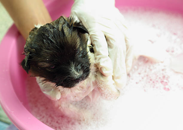 istock puppy dog in bath tub 186919732
