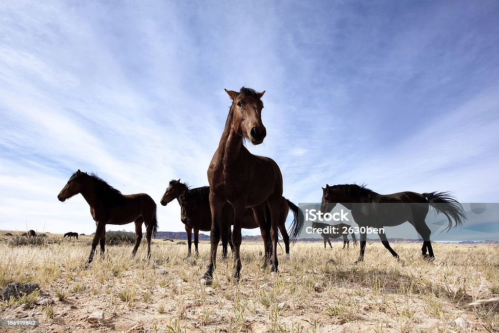 Wild cavalos - Foto de stock de Andar royalty-free