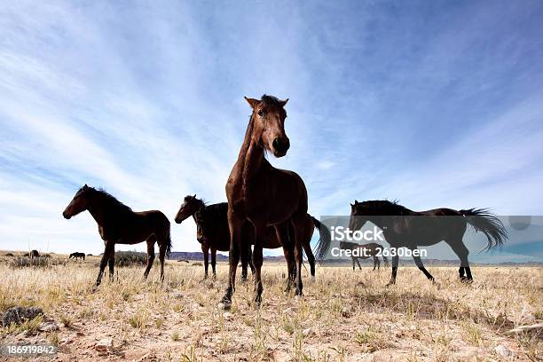 Cavalos Selvagens - Fotografias de stock e mais imagens de Andar - Andar, Ao Ar Livre, Botsuana