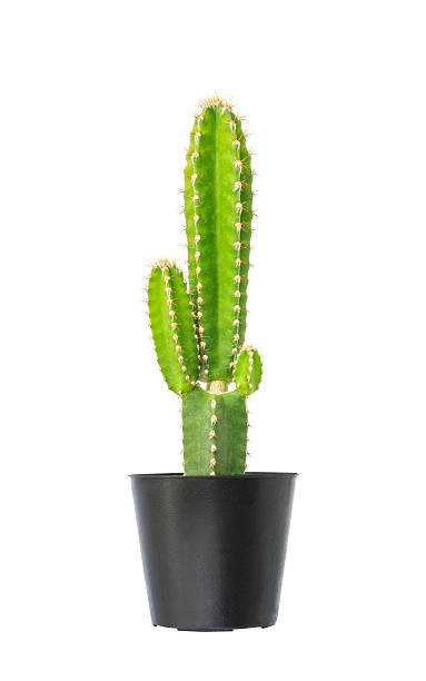 Cactus in flowerpot stock photo
