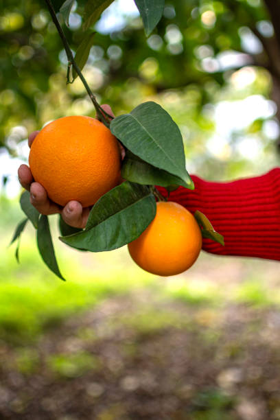 istock Orange fruits backgrounds 1869202887