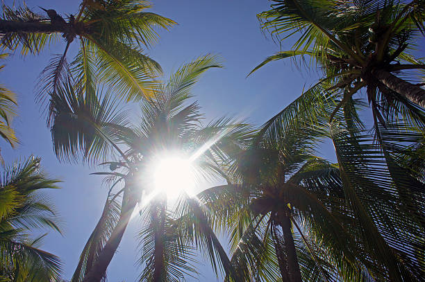 istock impressions from costa rica 186920291